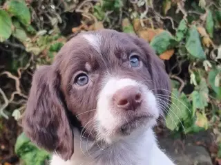 Field cocker, ft springer mm