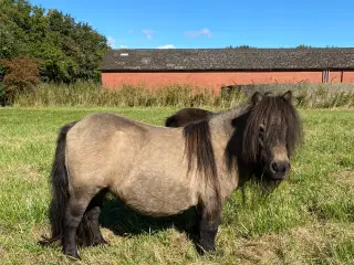 Shetlænder avlshoppe med masser af hår
