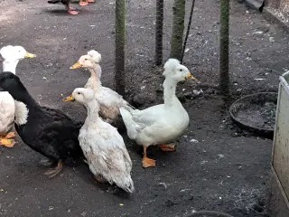 Ænder 