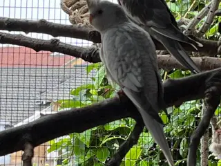 Nymfe parkit