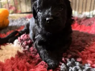 Dejlige små bamser 💗