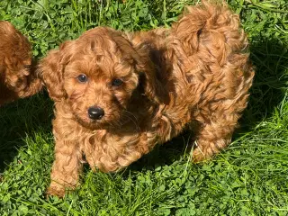 Maltipoo til efterårs ferien ?