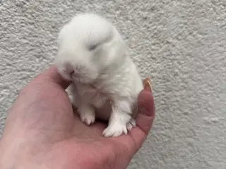 Ægte minilop - dreng - udlandsk 