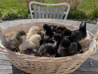 Små kyllinger/daggamle kyllinger 