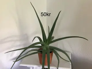 Stueplanter 