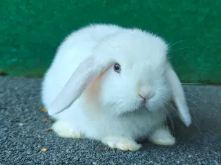 Minilop