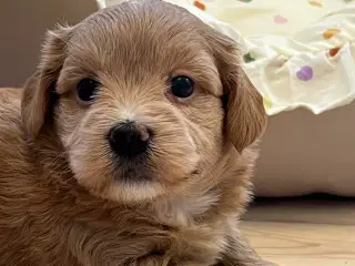 Smukke Bichon Havanais 