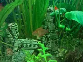 5 stk tetraer søger nyt vand