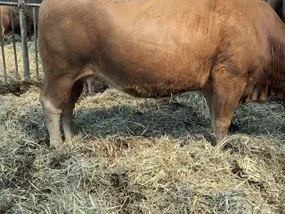 Limousine ko drægtig