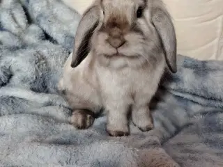 Kastreret Lion-lop 6 mdr🐰