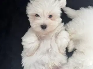 Coton de tulear 