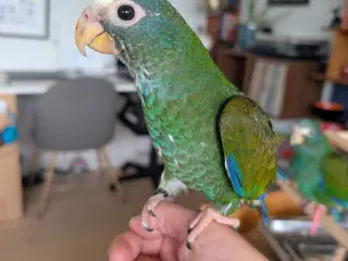 Hvidpandet pionus unge 