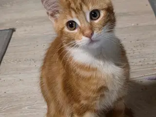 Maine coon blanding 
