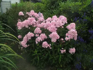 planter