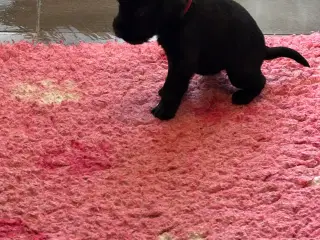 Schnauzer mellem - hvalpe