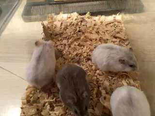 Cambells hamster