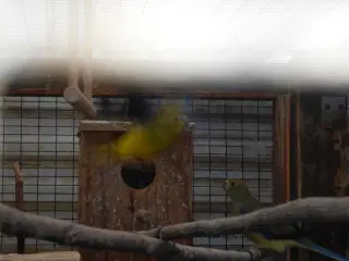 Dværgpapegøjer købes Sorthovedet grønne