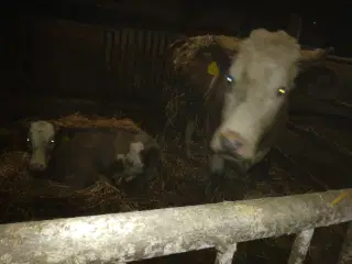 Simmentaler/blåhvid ko med kviekalv fra januar