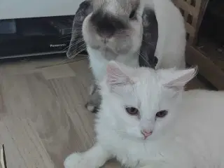 Kastreret han og Neutraliseret hun 🍀