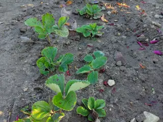 Jordbær planter malwina 