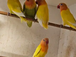 Rødhovedet Dværgpapegøjer