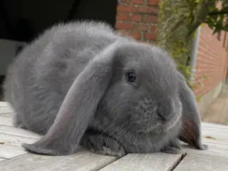 FRANSK VÆDDER HAN BLÅ