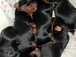 🐶💙💙💙💙❤️🐶 01.09.2025