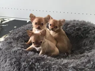 Chihuahua | GulogGratis - Chihuahua til salg - Køb Chihuahua hunde hvalpe på GulogGratis.dk