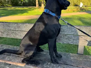 Labrador F1 din nye træningsmakker