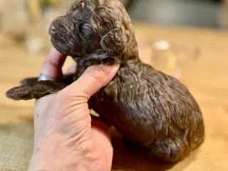 Allergi venlige puddel hvalpe til juleferien