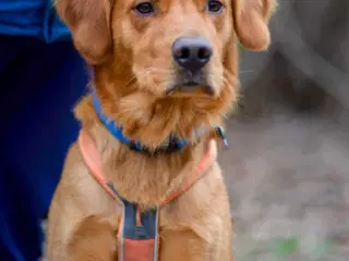 Golden Retriever tilbydes til avl