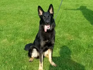 Schæfer hanhund efter "Fremragende forældre 😃