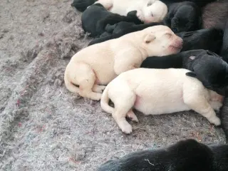 Labrador hvalpe 