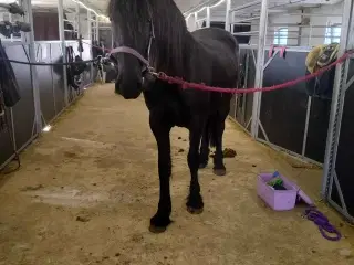 2 års friser hoppe 