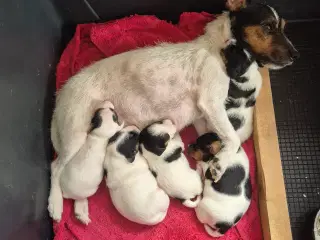 Jack Russel terrier hvalpe. født 15/1 2026.