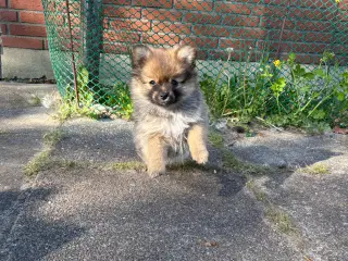 Pomeraien pige