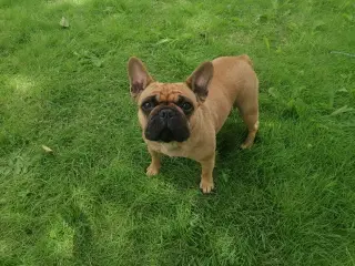 Fransk bulldog - søger nyt hjem