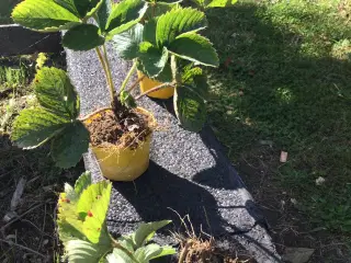 Honnyeje jordbær planter sælges 4kr pr stk 