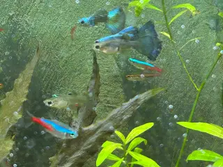 🐟🔵 Blue Moscow Guppy Par sælges - Viby J