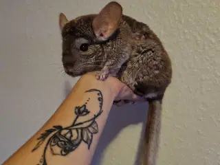 Chinchilla Hun 🪻