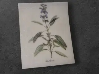 Salvia Officinalis – Elegant Botanisk Illustration