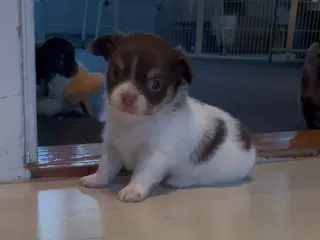 Chihuahua