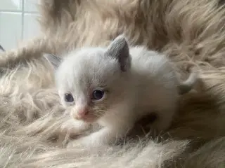 Ægte Ragdoll killinger 6 skønne små hje