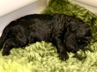 Goldendoodle F1bb-mini hvalpe - født 4. juli 2025