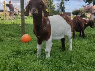 3 gimmer kid på 8 måneder søger nye græsgange.