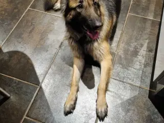 Dejlige  schæfer  tæve 