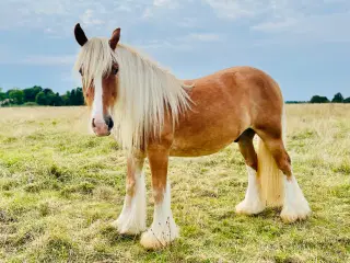 2 års skøn Tinker vallak, Satin’s Bølle Bob