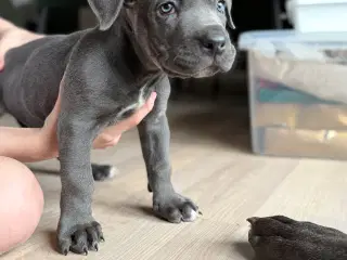 Blå Cane Corso tæve