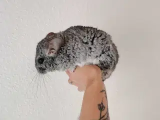 Søger du han chinchilla
