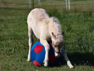 Brunblakke Fjordhorse Stallion 2 years old 